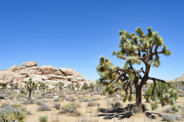 Fototapeta na wymiar Extraordinary stone formations and yucca in nature in the Joshua tree National park, California
