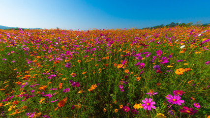 Beautiful cosmos flowers are blooming in the gardens under the blue​ sky​ background