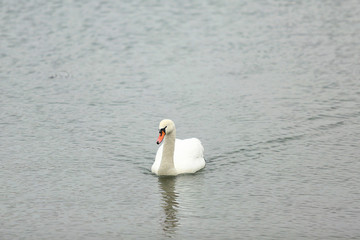 Fototapeta premium Swans on the river