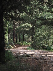 A beautiful path leading of in to the forest