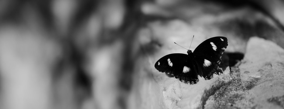 Black and white of butterflies and copy space at left, panoramic photo