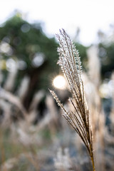 Wild spikes with a back light