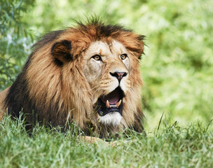 Portrait of South African lion (Panthera leo krugeri) relaxing in a meadow at ZOO