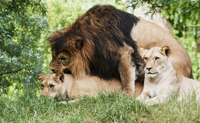 Portrait of South African lion (Panthera leo krugeri) relaxing in a meadow at ZOO