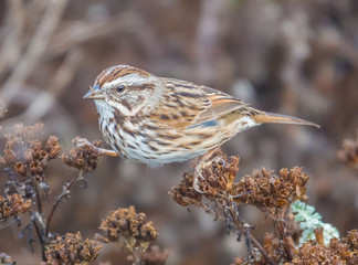 Bird Photography: A common house sparrow straddles two branches as it feeds on seeds in the bushes along the coast of central California in the city of Cambria. 