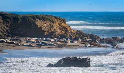 Elephant Seals rest on the beach in central California.