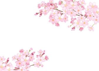 さくらの２隅装飾フレーム　水彩イラスト