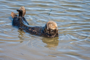 Fototapeta premium A Southern Sea Otter leaves the water to rest in the sand in Moss Landing, along the Monterey Bay of the Pacific Ocean in the central coast of California. 