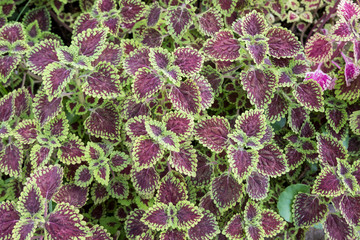 Green leaves pattern background. beautiful leaves background.