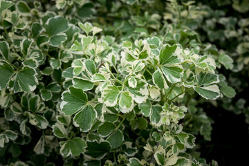 Obraz premium Green leaves pattern background. beautiful leaves background.