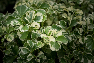 Green leaves pattern background. beautiful leaves background.
