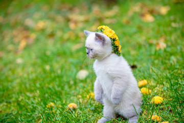 Portrait of a funny white little kitten in the garden. The cat is crowned with a floral wreath and remains on the green grass. Begging kitten on the lawn
