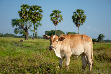 Cows are in the meadow with palm trees background.