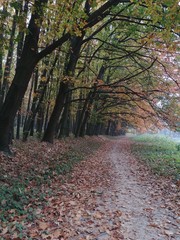 path in the forest