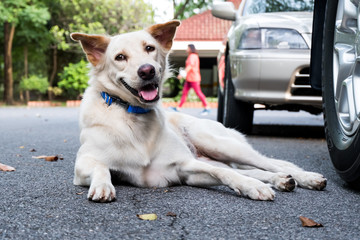 Cute dog in the park.