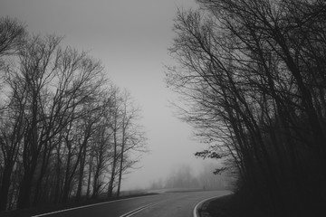 Obraz premium Black and white forest filled with fog looking down a long dark road
