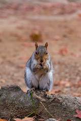 squirrel eating nut