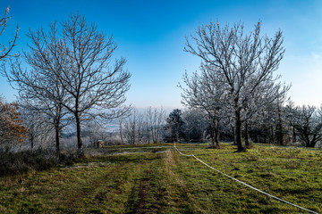 Fototapeta premium gelée du matin sur les arbres 5