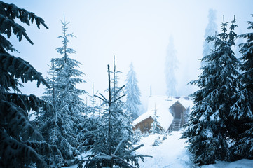 Pine trees and fur trees covered with snow in winter forest