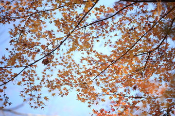 Autumnal landscape of Suizawa maple valley in the Mie Prefecture of Japan