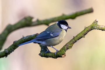 Great tit on a branch