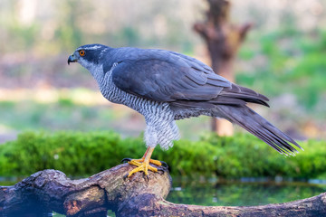 Northern Goshawk on a tree branch in small pool