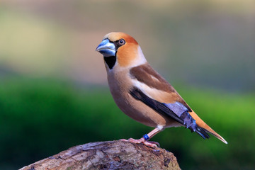 Close up of a Hawfinch bird