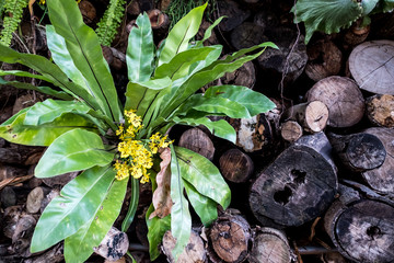 Green leaves pattern background. beautiful leaves background.