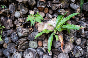 Green leaves pattern background. beautiful leaves background.