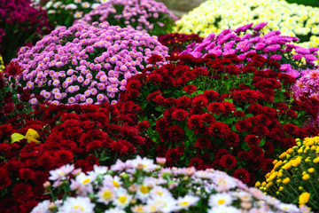 Obraz premium Many multi-colored chrysanthemums