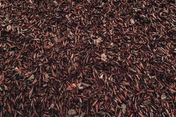 Autumn dry leaves in the forest