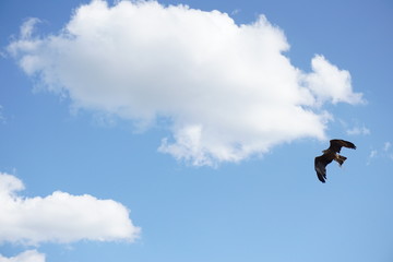Free as a bird