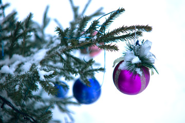 Purple and blue balls on the branches of spruce outdoors