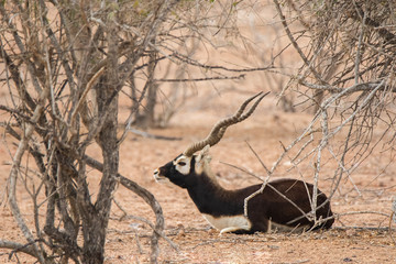 Photo of black buck shot in Sir Baniyas Island