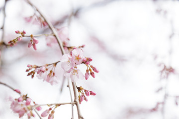 Sakura or Cherry Blossom or Japanese Cherry