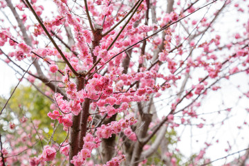 Sakura or Cherry Blossom or Japanese Cherry