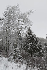 Aspen - Juniper - Spruce in Winter