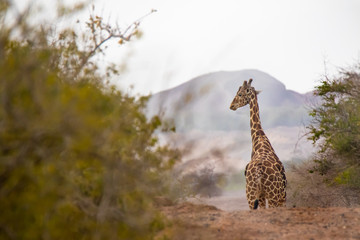 Photo of giraffe shot at Sir Baniyas Island