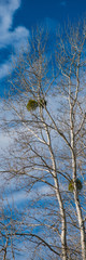 tree trunks against the blue sky, early spring.