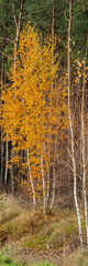 Young Birch Trees Covered with Yellow Autumn Foliage on a Background of Pine Forest.