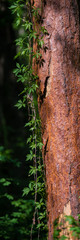 Fototapeta premium Branches of Wild Grapes Curl on the Pine Tree Trunk in the Forest.