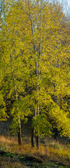 Young Trees Covered with Yellow Autumn Foliage.