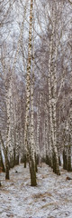 Obraz premium Birch Trees in the Winter Forest.
