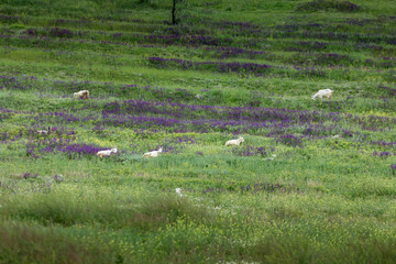 White goats on a lavender meadow.
