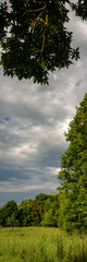 Meadow and Deciduous Forest on a Background of Rainy Summer Clouds.