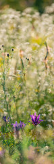 Purple Flowers of Mouse Peas on a Blurred Background of Meadow Grasses, Close-Up.
