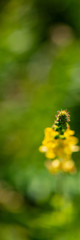 Blooming Mullein on the Meadow, Close-up.