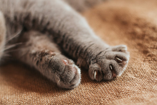  Paws of a gray cat on an old burlap. Happy cat shows its claws. Cat Rest.