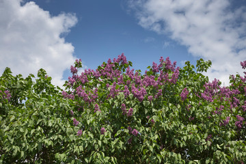 Beautiful blooming lilac.