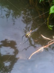 A spider web in nature background